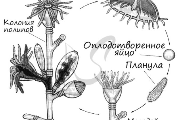 Работающий сайт кракен