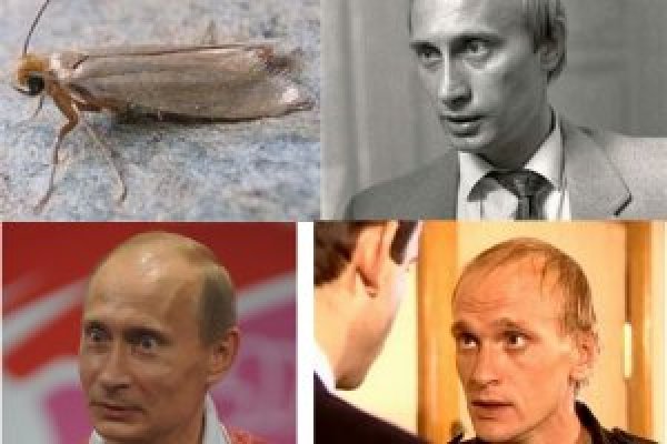 Зайти на кракен через браузер